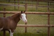 Quarter horse à vendre 