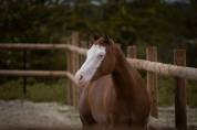 Quarter horse à vendre 