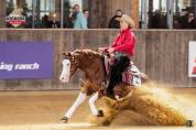 Quarter horse à vendre 