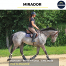 Caballo castrado Pura Sangre En venta 2021 Tordo por Almanzor