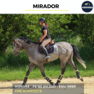 Caballo castrado Pura Sangre En venta 2021 Tordo por Almanzor