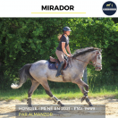 Caballo castrado Pura Sangre En venta 2021 Tordo por Almanzor