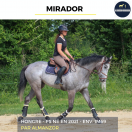 Caballo castrado Pura Sangre En venta 2021 Tordo por Almanzor