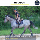 Caballo castrado Pura Sangre En venta 2021 Tordo por Almanzor