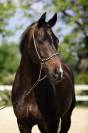Magnifique Hongre 10 ans KWPN Dressage 