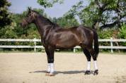 Magnifique Hongre 10 ans KWPN Dressage 