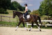 Magnifique Hongre 10 ans KWPN Dressage 
