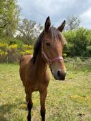 Connemara part bred