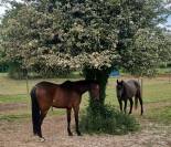 CHEVAL PS 6 ans