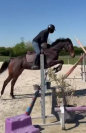 CHEVAL PS 6 ans
