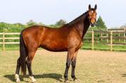 Hongre 3 CSO CONTHARGOS