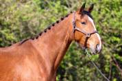 Hongre 3 CSO EDEN DU ROUET