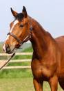 Hongre 3 CSO EDEN DU ROUET