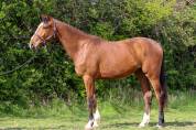 Hongre 3 CSO EDEN DU ROUET