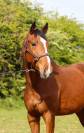 Hongre 3 CSO EDEN DU ROUET