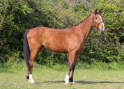 Hongre 3 CSO EDEN DU ROUET