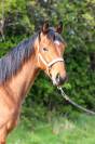 Mâle 1 an CSO FLIPPER D'ELLE
