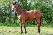 Mâle 1 an CSO FLIPPER D'ELLE