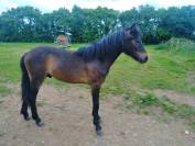 poulain Dartmoor - 1 an