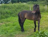 poulain Dartmoor - 1 an