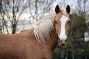 Saillie Quarter Horse palomino 