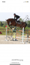 Cheval de sport 