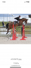 Cheval de sport 