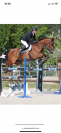 Cheval de sport 