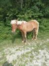 Poulain comtois