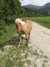Poulain comtois