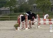 5 ans femelle pfs top concours pour location 