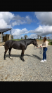 5 ans femelle pfs top concours pour location 