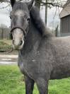 Femelle 3 ans pfs debourrée
