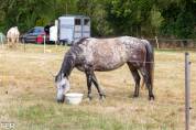 Cheval à vendre Taille 1,47. ONC