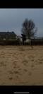 Cheval à vendre Taille 1,47. ONC