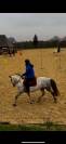 Cheval à vendre Taille 1,47. ONC