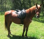Adorable petite jument de selle espagnole