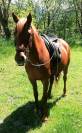 Adorable petite jument de selle espagnole