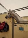 4 ans par fahrenheit de vains ( cornet obolensky) 
