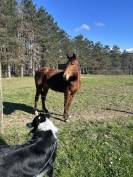 Jument Trotteuse 5 ans