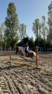 Urbino Pony da scuola bravo e sano