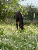 pension chevaux