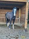 Franche montagne PP 6 ans 