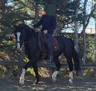 Franche montagne PP 6 ans 