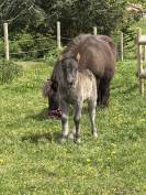 Poulinière shetland pp