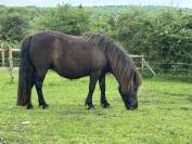Poulinière shetland pp