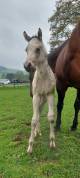 2 Pouliches paint horse