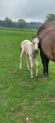 2 Pouliches paint horse