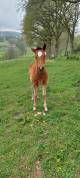 2 Pouliches paint horse