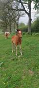 2 Pouliches paint horse